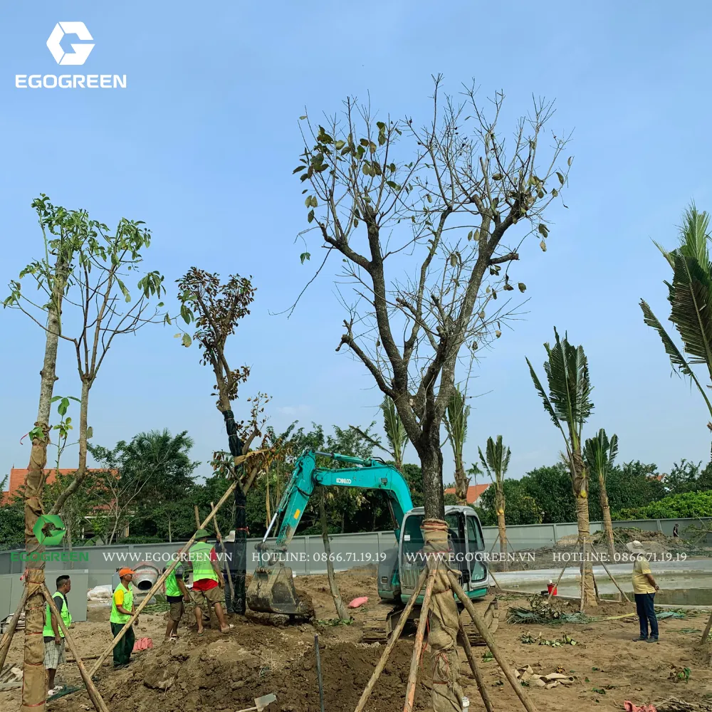 Cây xanh được vận chuyển bằng phương tiện chuyên dụng để bảo đảm an toàn. 
